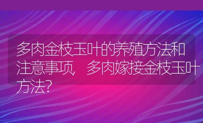 多肉金枝玉叶的养殖方法和注意事项,多肉嫁接金枝玉叶方法？ | 养殖常见问题