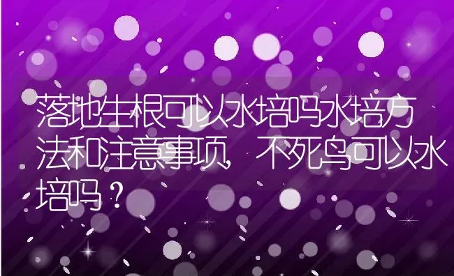 落地生根可以水培吗水培方法和注意事项,不死鸟可以水培吗？ | 养殖常见问题