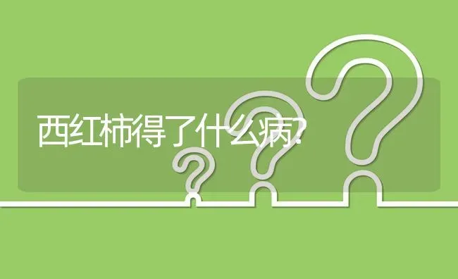 西红柿得了什么病? | 养殖问题解答