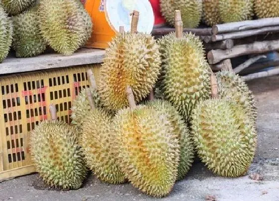 植物常识问题|榴莲不熟要怎么放才能熟 剥开的榴莲肉没熟怎么办