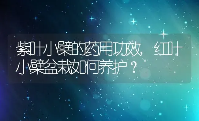 紫叶小檗的药用功效,红叶小檗盆栽如何养护？ | 养殖常见问题