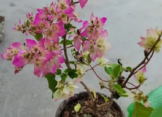 植物常识问题|用什么养护三角梅越养越旺