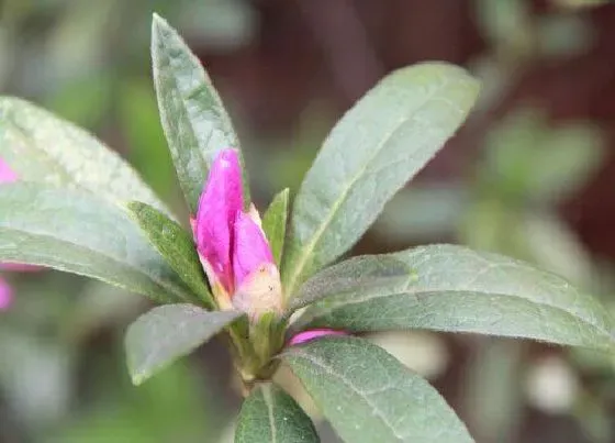 植物常识问题|杜鹃花花谢后如何恢复长势更快