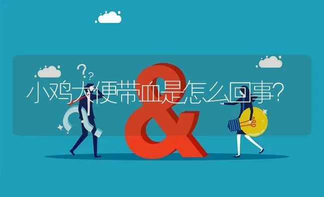 小鸡大便带血是怎么回事? | 养殖问题解答