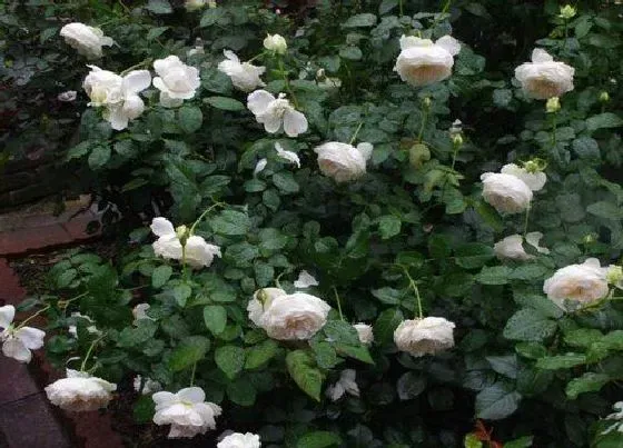 植物常识问题|春季应该如何给月季抹芽
