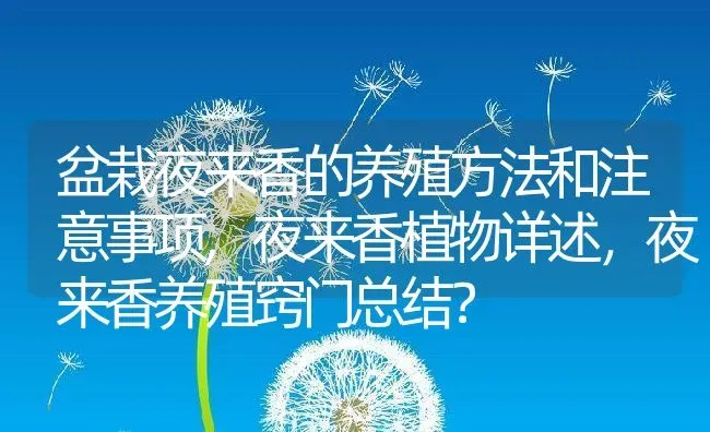 盆栽夜来香的养殖方法和注意事项,夜来香植物详述，夜来香养殖窍门总结？ | 养殖常见问题