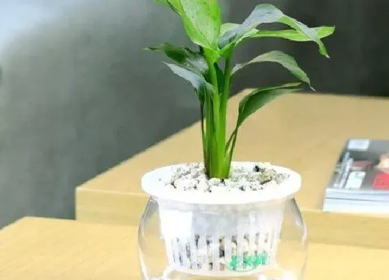 植物常识问题|鹤望兰养护一定要把握好的要点