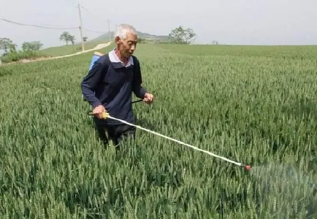 植物常识问题|造成小麦倒伏的主要原因有哪些（冬小麦倒伏怎么回事）