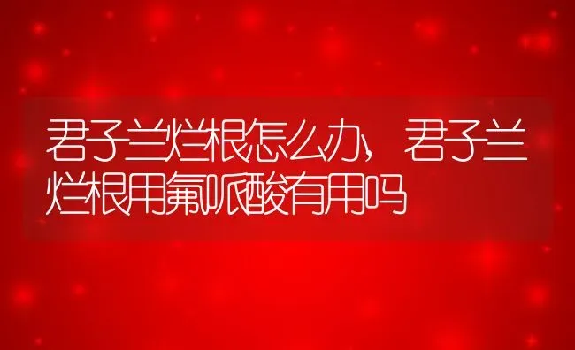 新手必看四季茶花要怎么养,四季茶花重瓣跟单瓣哪个好养？ | 养殖常见问题