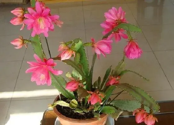 植物常识问题|如何养殖令箭荷花  养殖方法