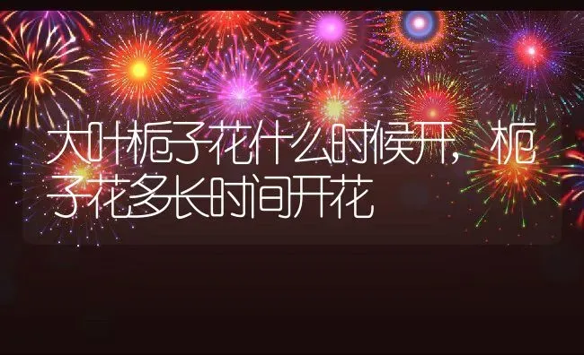 大叶栀子花什么时候开,枙子花多长时间开花 | 养殖常见问题
