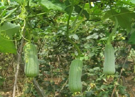 植物常识问题|丝瓜叶子发黄是什么原因造成（丝瓜下面叶子发黄治疗）