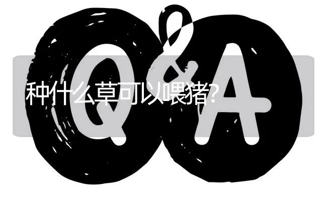 种什么草可以喂猪? | 养殖问题解答