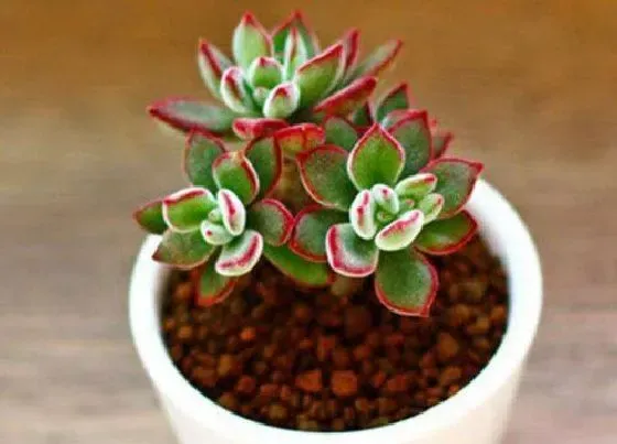 植物常识问题|多肉锦晃星冬季如何养殖