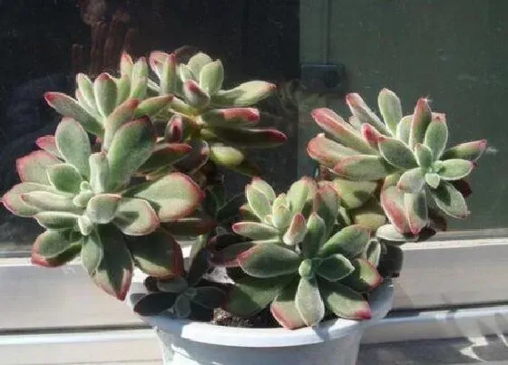 植物常识问题|多肉锦晃星冬季如何养殖
