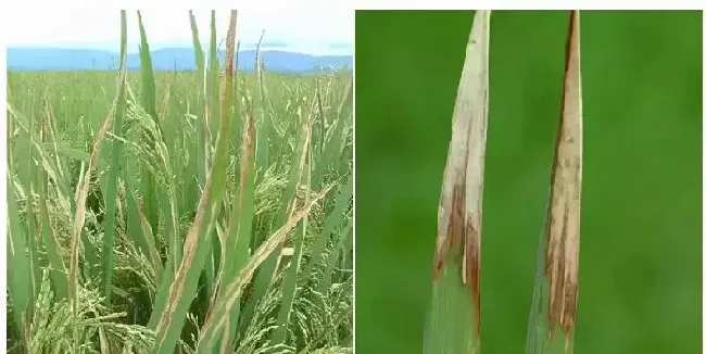 植物常识问题|水稻灌浆期如何增产（水稻灌浆期水肥管理注意事项）