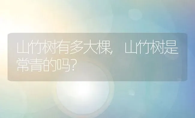 山竹树有多大棵,山竹树是常青的吗？ | 养殖常见问题