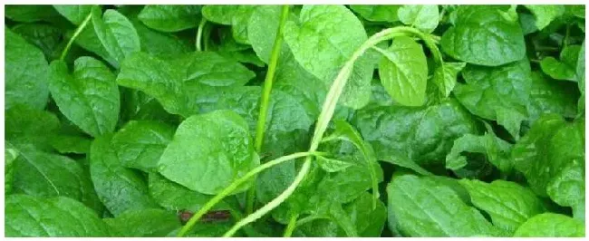 种植木耳菜注意事项 | 农业答疑