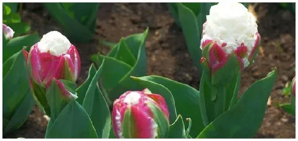 郁金香150常见品种 | 三农答疑