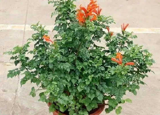 植物常识问题|炮仗花和凌霄花的区别 有什么区别