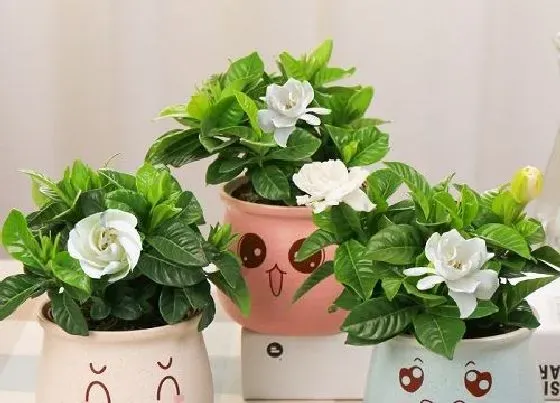 植物常识问题|栀子花干枯如何进行修剪