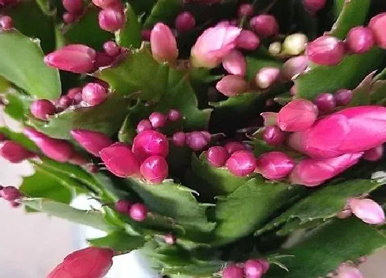 植物常识问题|嫁接的蟹爪兰怎么养花期轻松开爆盆