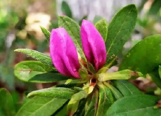 植物常识问题|杜鹃花花谢后如何恢复长势更快