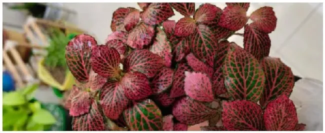 网格草种植注意事项 | 三农答疑