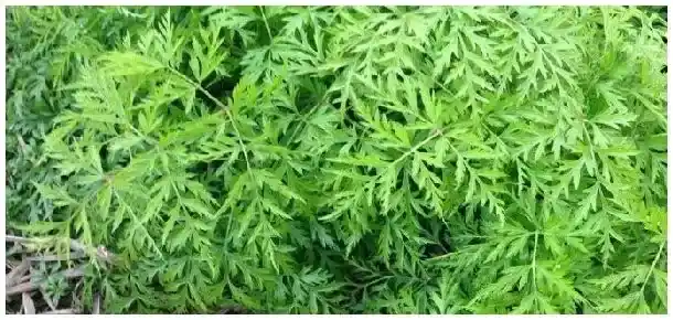 川芎的生长环境 | 生活常识