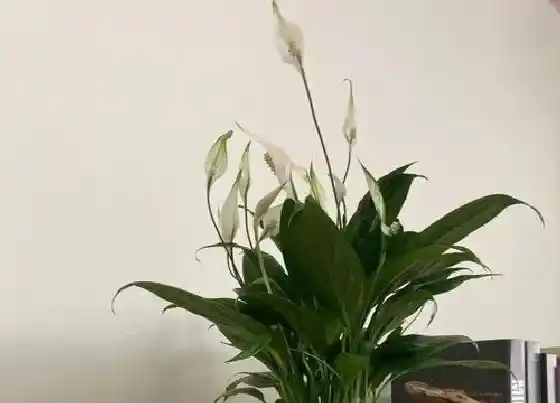 植物常识问题|白掌怎么处理叶片不发黄