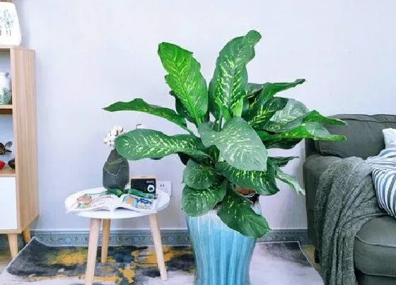 植物常识问题|家里为什么不能养万年青 家里能养万年青吗