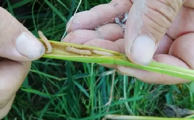 植物常识问题|水稻灌浆期如何增产（水稻灌浆期水肥管理注意事项）