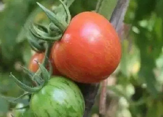 植物常识问题|种植西红柿什么时候用磷酸二氢钾（可以起到什么作用）