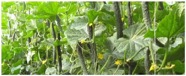 黄瓜怎么种植和管理一年可以种几次 | 农业常识