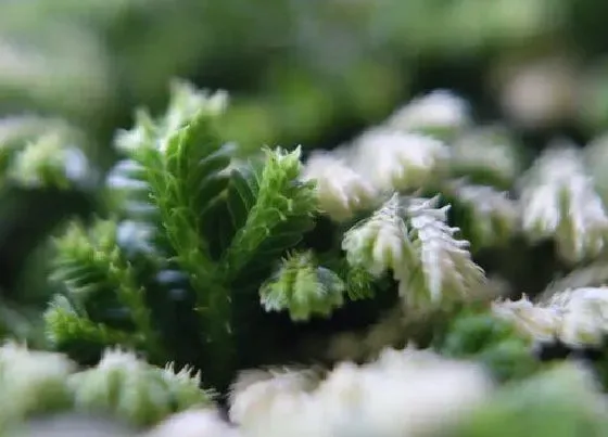 植物常识问题|为什么家里不能养卷柏 卷柏能养在家里吗