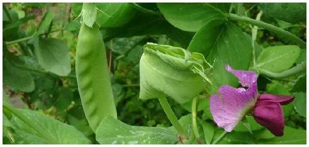 荷兰豆开花几天采收 | 科普知识