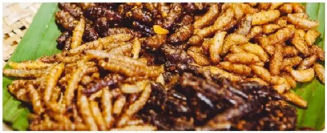 竹虫吃什么饲料 | 三农问答