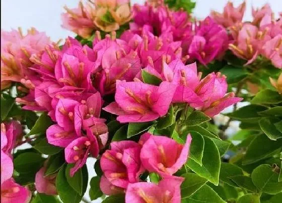 植物常识问题|三角梅叶片大怎么修剪