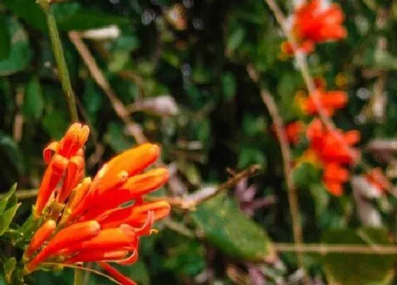 植物常识问题|炮仗花和凌霄花的区别 有什么区别