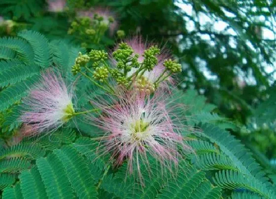 植物常识问题|合欢树的风水禁忌及讲究 合欢树种在哪里风水好