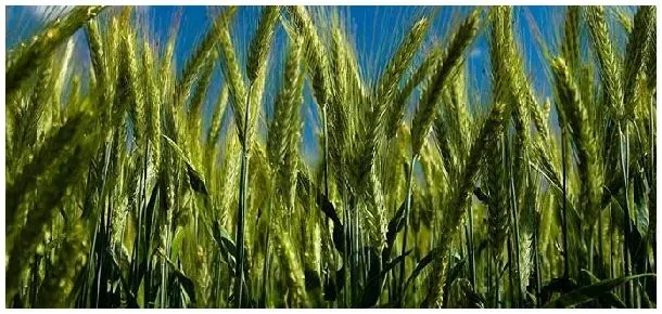 小麦怎样种植才能高产 | 农业问题