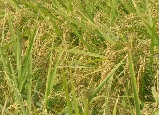 植物常识问题|晚水稻的高产管理方法（水稻田间管理的技术要点）