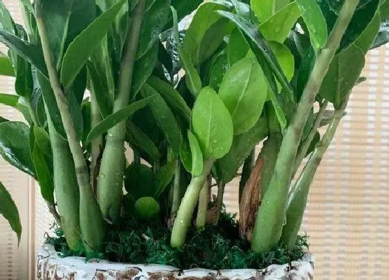 植物常识问题|金钱树怎么养护能够爆盆