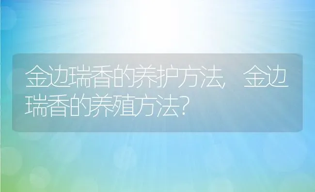 金边瑞香的养护方法,金边瑞香的养殖方法？ | 养殖常见问题