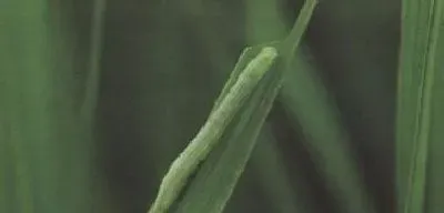 植物常识问题|水稻卷叶虫钻心虫用什么农药（水稻钻心虫用什么药最管用）