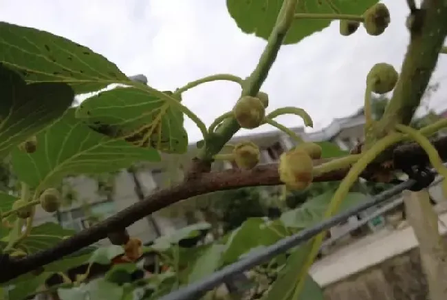 植物常识问题|猕猴桃花腐病用什么药防治（目前猕猴桃花腐病防治措施）