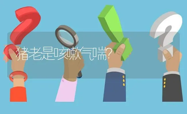 猪老是咳嗽气喘? | 养殖问题解答