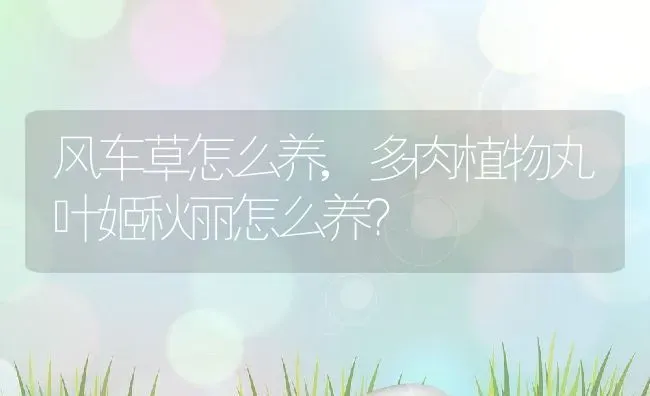 风车草怎么养,多肉植物丸叶姬秋丽怎么养？ | 养殖常见问题