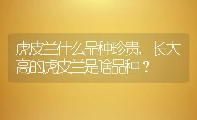 虎皮兰什么品种珍贵,长大高的虎皮兰是啥品种？ | 养殖常见问题