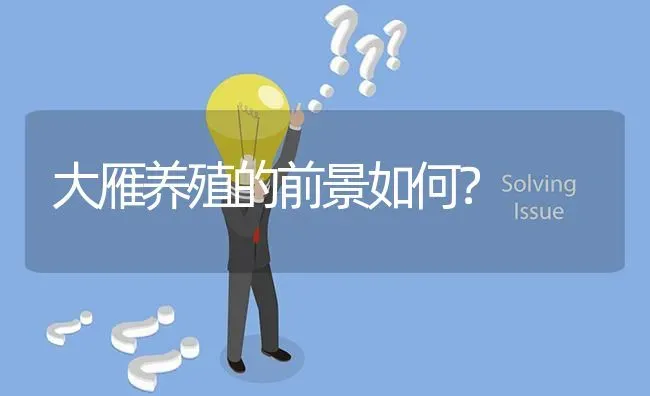 大雁养殖的前景如何? | 养殖问题解答